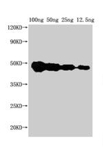 Arabidopsis thaliana FEN1 Antibody in Western Blot (WB)