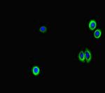 GAA Antibody in Immunocytochemistry (ICC/IF)