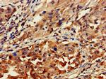 GNAT1 Antibody in Immunohistochemistry (Paraffin) (IHC (P))