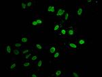 Histone H1.3 Antibody in Immunocytochemistry (ICC/IF)