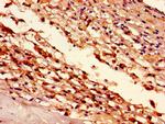 Histone H1.3 Antibody in Immunohistochemistry (Paraffin) (IHC (P))