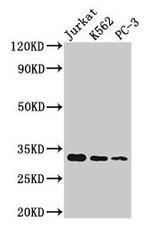 Histone H1.3 Antibody in Western Blot (WB)