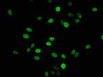 Histone H1.4 Antibody in Immunocytochemistry (ICC/IF)