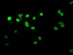 Histone H1.4 Antibody in Immunocytochemistry (ICC/IF)