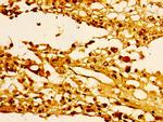 Histone H1.4 Antibody in Immunohistochemistry (Paraffin) (IHC (P))