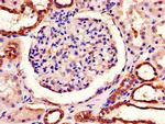 PITX3 Antibody in Immunohistochemistry (Paraffin) (IHC (P))