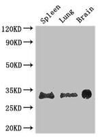 PITX3 Antibody in Western Blot (WB)