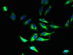 PLP1 Antibody in Immunocytochemistry (ICC/IF)