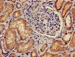 PKA beta Antibody in Immunohistochemistry (Paraffin) (IHC (P))