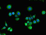 RASA1 Antibody in Immunocytochemistry (ICC/IF)