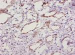 SOD1 Antibody in Immunohistochemistry (Paraffin) (IHC (P))