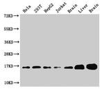 SOD1 Antibody in Western Blot (WB)