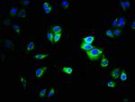 CEACAM1 Antibody in Immunocytochemistry (ICC/IF)