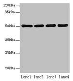 CEACAM1 Antibody in Western Blot (WB)