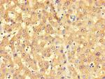 BHMT2 Antibody in Immunohistochemistry (Paraffin) (IHC (P))