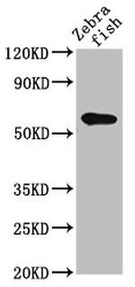 SRC Antibody in Western Blot (WB)