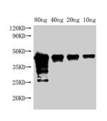 Locusta migratoria c-Met Antibody in Western Blot (WB)