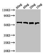 Clostridium perfringens Perfringolysin O Antibody in Western Blot (WB)