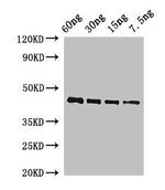 Arabidopsis thaliana OSM34 Antibody in Western Blot (WB)