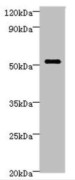 STARD3 Antibody in Western Blot (WB)