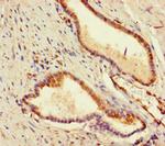 ADCK2 Antibody in Immunohistochemistry (Paraffin) (IHC (P))