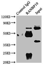 RANBP10 Antibody in Immunoprecipitation (IP)