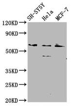 RANBP10 Antibody in Western Blot (WB)