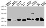 Arabidopsis thaliana VDAC Antibody in Western Blot (WB)