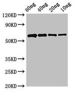 Arabidopsis thaliana PCNA Antibody in Western Blot (WB)