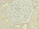 MID2 Antibody in Immunohistochemistry (Paraffin) (IHC (P))