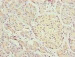 MID2 Antibody in Immunohistochemistry (Paraffin) (IHC (P))