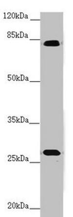 MID2 Antibody in Western Blot (WB)