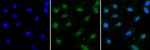 WDR5 Antibody in Immunocytochemistry (ICC/IF)