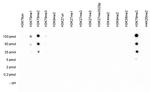 H3K79me2 Antibody in Dot Blot (DB)