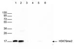 H3K79me2 Antibody in Western Blot (WB)