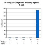 5-Carboxylcytosine Antibody in Immunoprecipitation (IP)