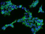 GADD34 Antibody in Immunocytochemistry (ICC/IF)