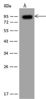 GADD34 Antibody in Western Blot (WB)