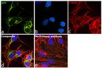 AFP Antibody in Immunocytochemistry (ICC/IF)