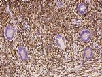 ALDH1A2 Antibody in Immunohistochemistry (Paraffin) (IHC (P))