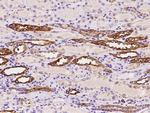 ALDH1A2 Antibody in Immunohistochemistry (Paraffin) (IHC (P))