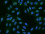 MINT3 Antibody in Immunocytochemistry (ICC/IF)