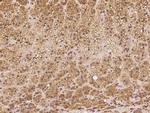 MINT3 Antibody in Immunohistochemistry (Paraffin) (IHC (P))