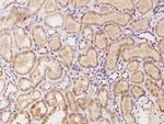 MINT3 Antibody in Immunohistochemistry (Paraffin) (IHC (P))