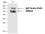 MINT3 Antibody in Immunoprecipitation (IP)