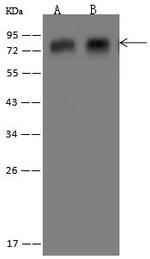 MINT3 Antibody in Western Blot (WB)