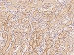 C20orf3 Antibody in Immunohistochemistry (Paraffin) (IHC (P))