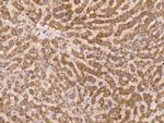 C20orf3 Antibody in Immunohistochemistry (Paraffin) (IHC (P))