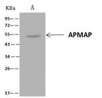 C20orf3 Antibody in Immunoprecipitation (IP)