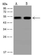 C20orf3 Antibody in Western Blot (WB)